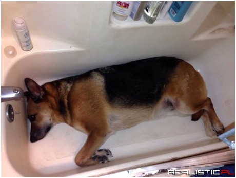 Everytime I want to shower, he pretends I