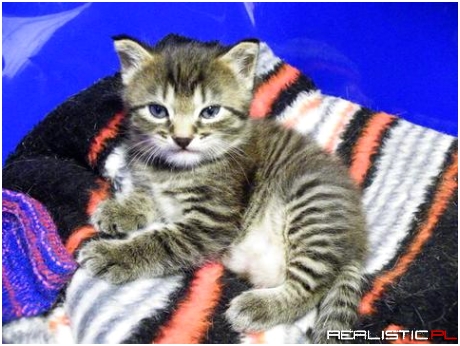 Fluffy, als es so 2 Wochen alt war