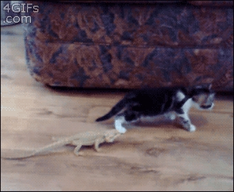 Funny cat