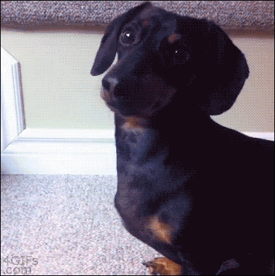 Getting the Wiener ready for sub zero temps.
