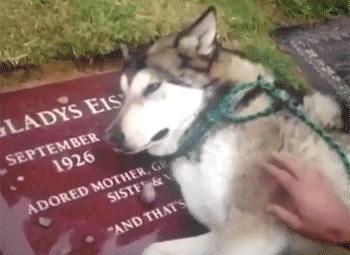 Griefing dog