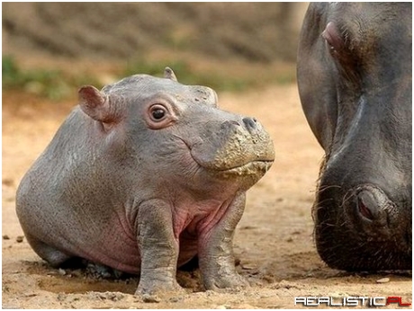 Hippo