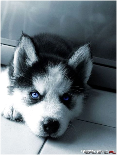 Husky