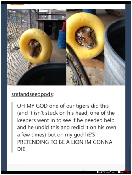 I feel like he is lion to me