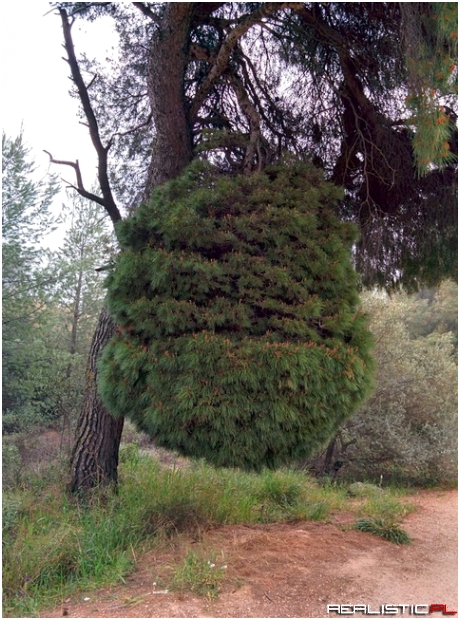 I found an upside down tree