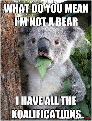 Im not a bear