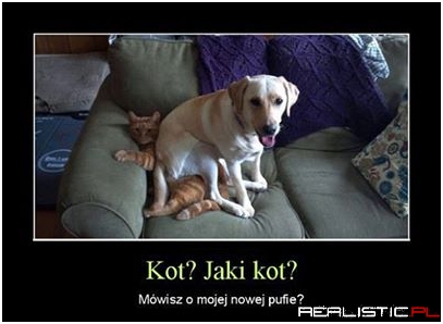 Jaki kot