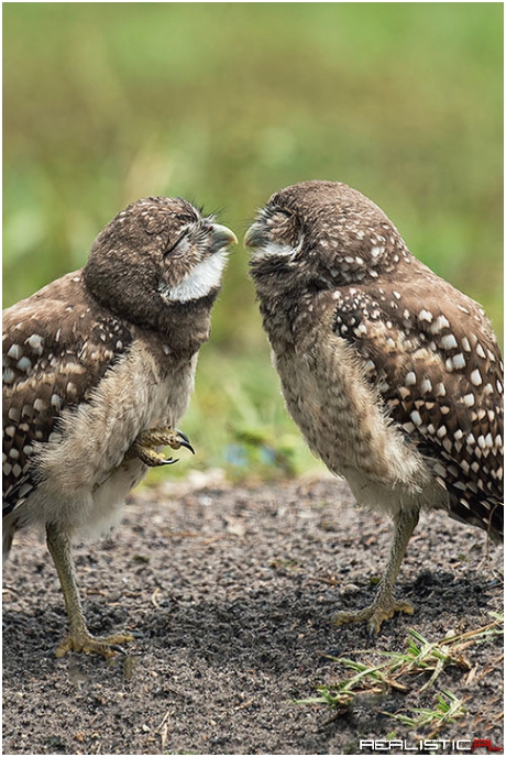 Just One More Kiss