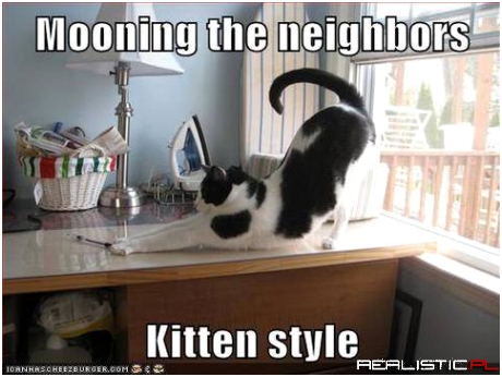 Kitten style