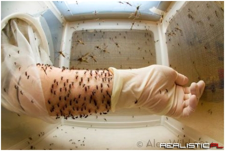 Laboratory mosquitoes have to eat, too