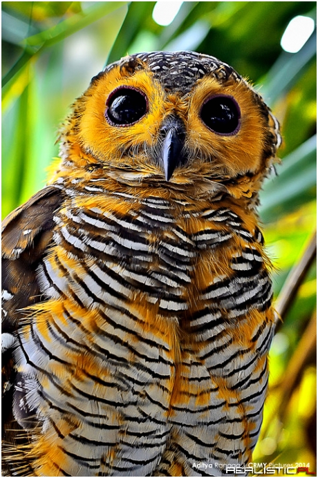 Owl