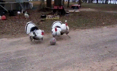 Playing ball