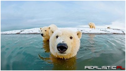 Polar Bears!