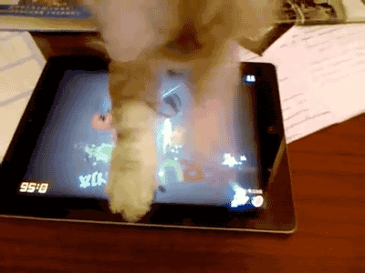 Poor kitty