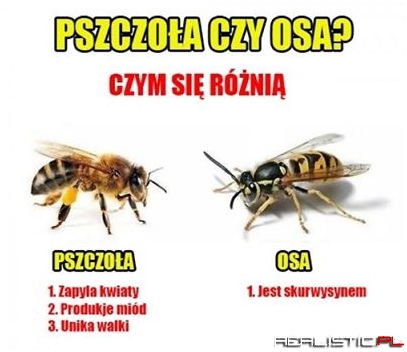 Pszczoła vs Osa