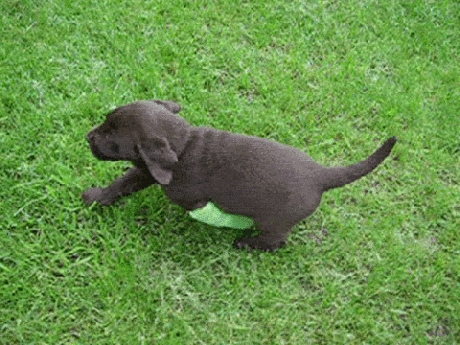 Puppy don