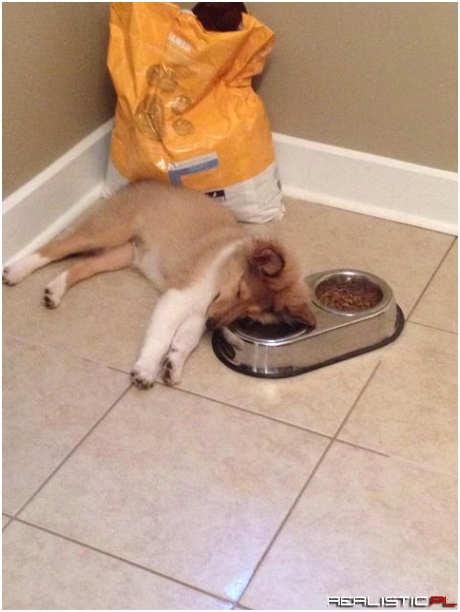 Puppy passed out while drinking her water