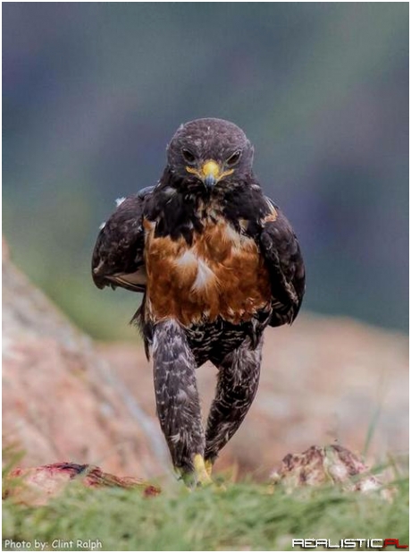 Sexy legs for strutting