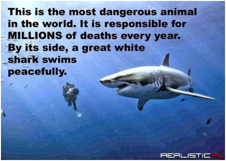 Shark