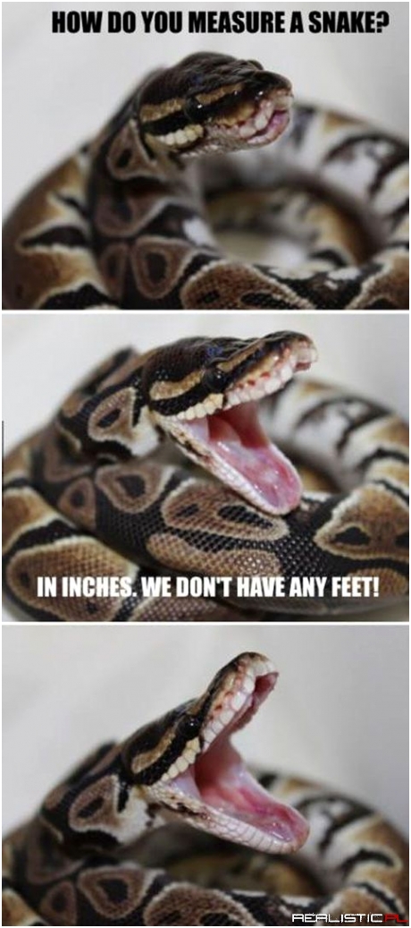 Snake