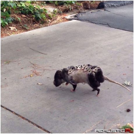So a family of opossums walked out in front of me...