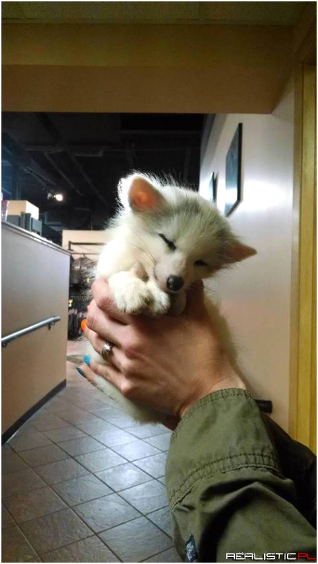 This little baby fox came into work today