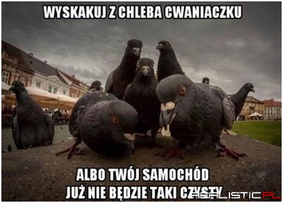 Wyskakuj z chleba