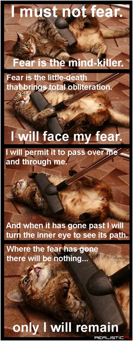 A Cat's Courage