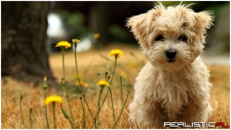 A Dandy Little Pup