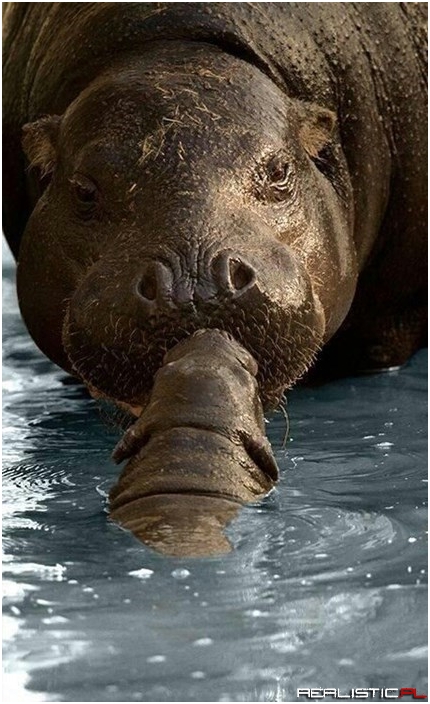 A Little Hippo Kiss