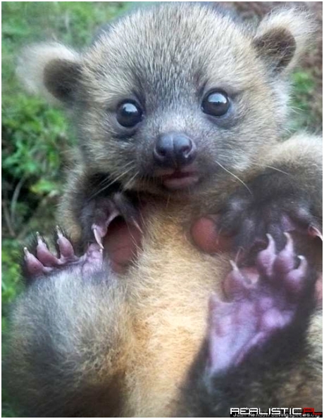 A Real Life Teddy Bear!