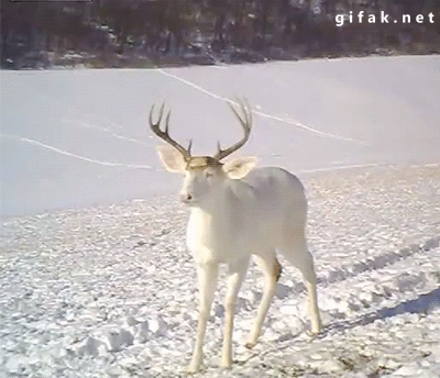 A White Deer is Startled by Shedding its Antlers