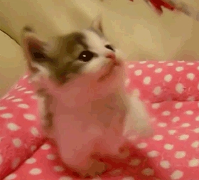 Adorable