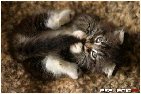 Adorable