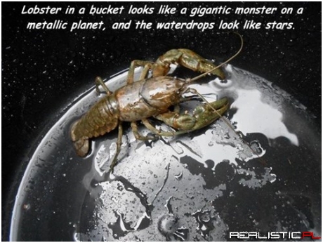 All Hail Our Crustacean Overlords
