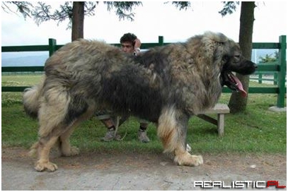 And this is what we call a Caucasian Shepherd dog
