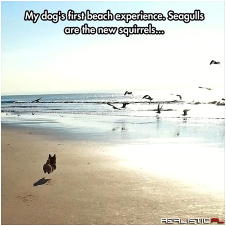 Beach Squirrels are my Favorite Kind of Squirrels