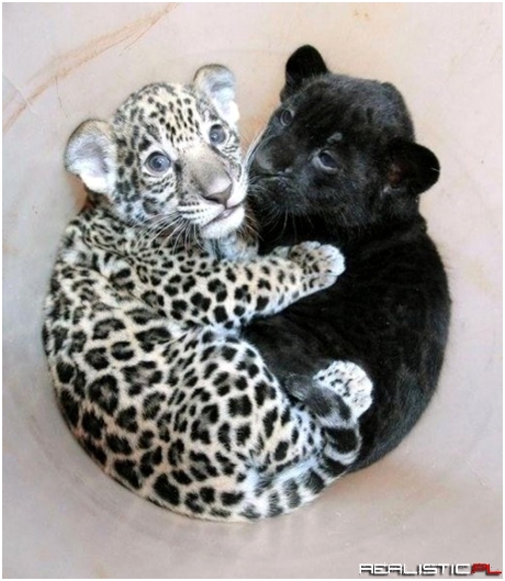 Big Cat Cub Hug