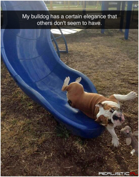 Bulldog