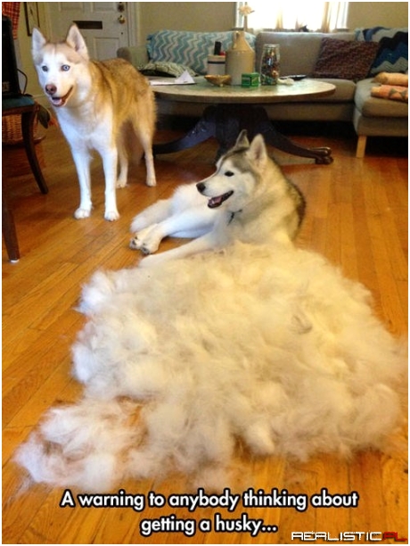 Buy One, Get One Furry