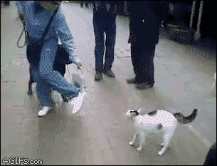 Cat attacking dog