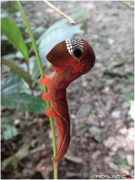 Caterpillar