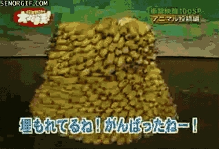 Chimp Breaks Free From Banana Prison
