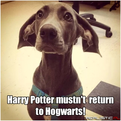 Dobby dog