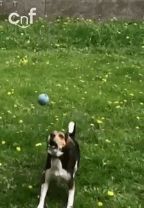 Dog fail