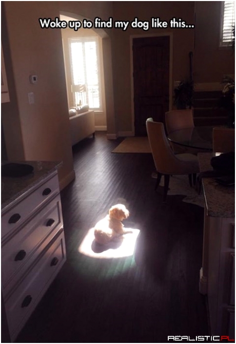 Dogs are a Real Blessing
