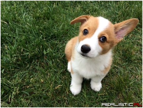 Don't Worry! I'll Keep an Ear Out!