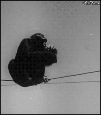 Drunken monkey
