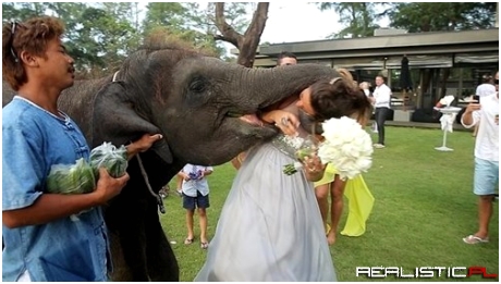 Elephants Are Terrible Wedding Guests