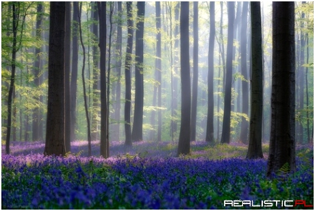 Fairy fields